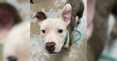 Abandoned Pittie Finds Hope After Being Returned Twice, Refusing To Give Up