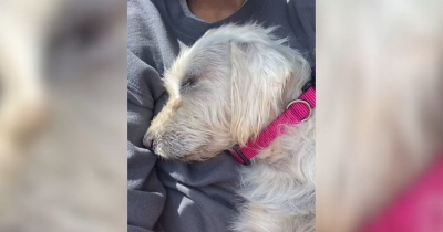 Volunteer Rescues Stray Dog Only To Discover She Had A Big Secret