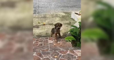 Sick, Abandoned Pup Kept In A Cage Finds Happiness And A Loving Home