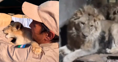 Zookeeper Fatally Mauled By Lions While Filming To Impress Girlfriend