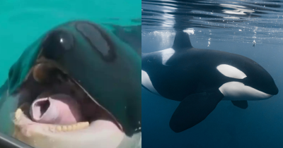 Creepy Orca Recordings Mimicking Human Speech Leave Listeners Amazed And Terrified