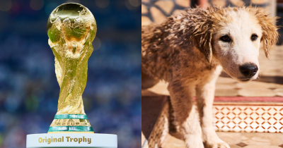 Morocco Allegedly Plans Mass Dog Culling Before Hosting FIFA World Cup