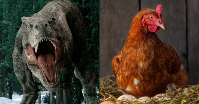 Scientists Reveal Why The Closest Living Relative To The T-Rex Might Actually Be A Chicken
