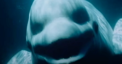 Creepy Recording Of A Beluga Whale Mimicking Human Speech Has People Terrified