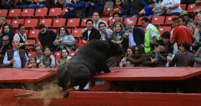 Bull Leaps Barrier At Event, Sending Audience Into Panic