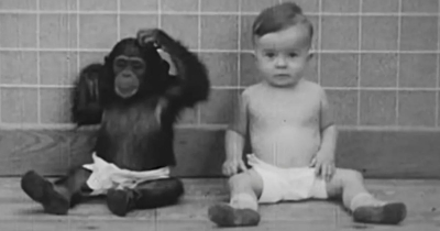 Baby Raised With Chimp In Bizarre Experiment That Ended In Tragedy
