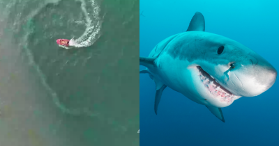 Only Those With 'Sniper Vision' Can Spot This Hidden Shark In The Ocean