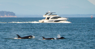 Relentless Orca Pod Sinks Yacht In Just 45 Minutes &mdash; Crew Escapes Unharmed
