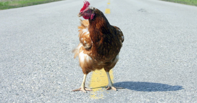 People Are Just Now Realizing The Hidden Meaning Behind 'Chicken That Crossed The Road' Joke