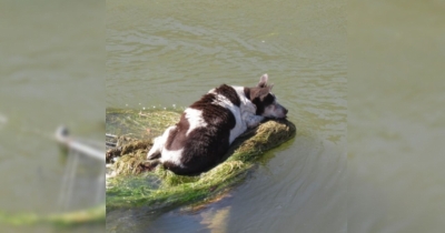 Passerby Spotted A Dog Clinging To A Shopping Cart In A Canal &mdash; What Happened Next Was Incredible
