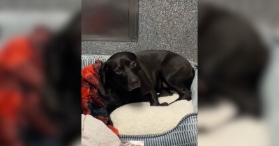 Dog Spent Over 900 Days in a Shelter, Got Adopted&mdash;Only to Be Returned in Less Than 24 Hours