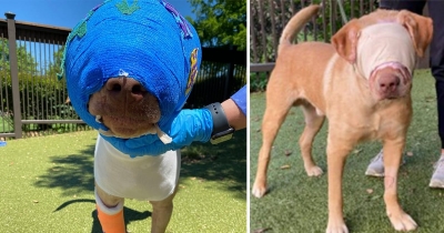 Buddy Was Cruelly Set On Fire And Strangled With An Extension Cord &ndash; But Look At Him Today