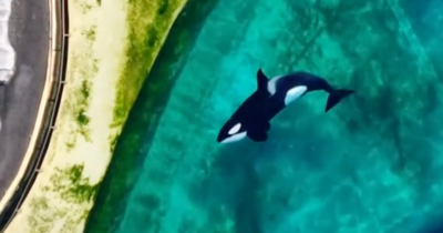 Two Orcas Left Trapped In Enclosure In Abandoned Marine Park Months After Closure