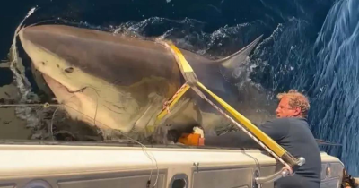 Massive Great White Shark Resurfaces In Popular Vacation Spot, Say Scientists