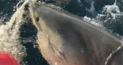 Simple Safety Rule Could Help You Avoid A Shark Attack After 'Biggest Great White Shark Ever' Resurfaces At Popular US Beach