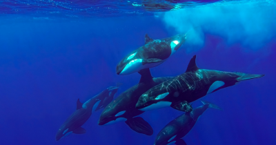 Scientists Stunned As Orcas Caught Using Seaweed Tools In Way Only Humans Were Known To Do