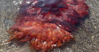 Warning Issued After Giant Venomous Jellyfish Found On Popular Beach