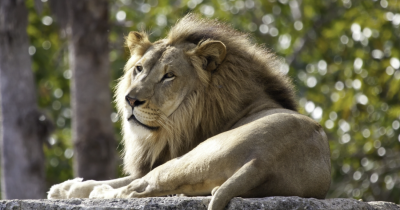 Woman Mauled By Lion At Australian Zoo And Airlifted To Hospital After Losing Arm