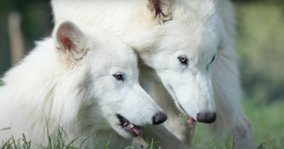 Jaw-Dropping Growth Update On 'Extinct' Dire Wolves Reveals They've More Than Doubled In Size