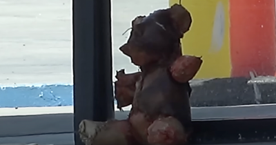 Truth Behind Teddy Bear 'Made Of Human Skin' Leaves Public Shocked