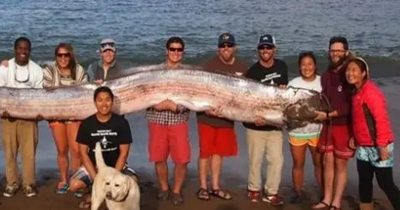 Three Massive 'Apocalypse Fish' Wash Ashore Within A Week, Prompting Scientific Investigation