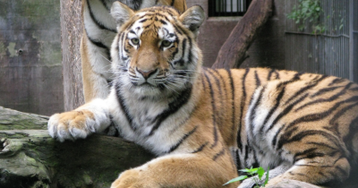Zoo Asks Public To Donate Unwanted Pets To Feed Their Predators