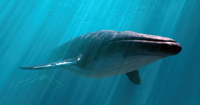 What Could Happen If Blue Whales Disappeared As They Fall Silent And Send A Chilling Warning To Humanity