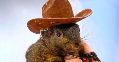 Why New York Could Owe Peanut The Squirrel's Owners $10 Million After State Seized And Euthanized Pet
