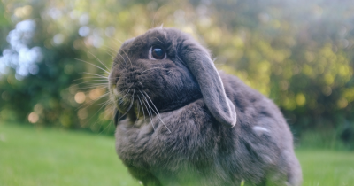 Woman Describes 'Super Nice Experience' Donating Her Rabbit To Be Fed To Zoo Predators