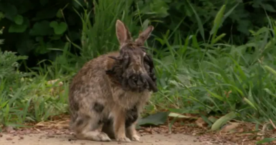 Devastating Impact Of Strange Disease On 'Frankenstein' Rabbits With Tentacle-Like Growths Spreading Across The US