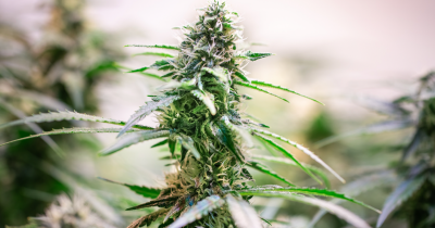 Scientists Warn Cannabis Is Now Much Stronger And Poses Greater Health Risks
