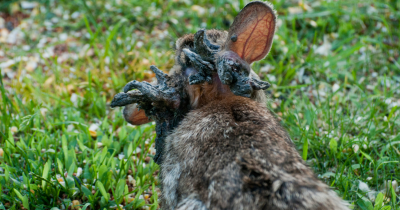 'Frankenstein' Rabbits With 'Tentacles' Explained As Experts Warn Of Rapid Spread Across US