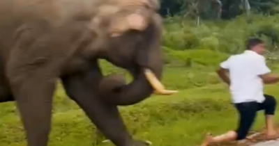 Tourist Trampled By Elephant After Reportedly Trying To Snap A Selfie In Shocking Video