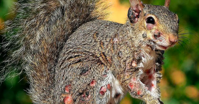 Experts Warn After 'Zombie' Squirrels With Wart-Like Growths Spotted Across The US