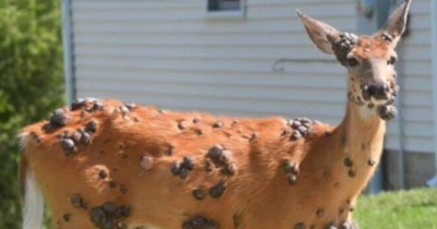 'Mutant Deer' Spotted With Strange Flesh Growths In The US