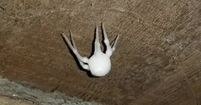 'Zombie' Spiders Infected By Fungus Are Creeping Into US Homes For The First Time