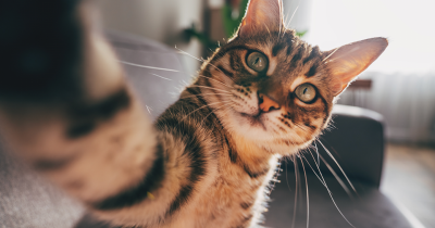 Simulation Reveals What Cats Actually See And Hear When They Look At US
