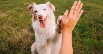 Simulation Reveals What Dogs Actually See And Hear When They Look At US