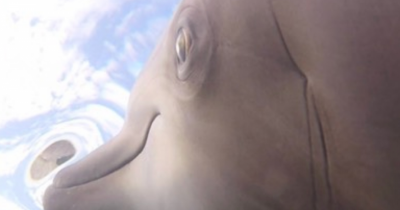 Scientists Strapped GoPros To Wild Dolphins And Showed They Aren't As Cute As We Thought