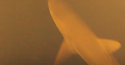 Scientists Stunned After Finding Sharks Living Inside An Active Underwater Volcano