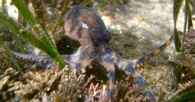 Tourist On Holiday In The Philippines Unknowingly Picks Up One Of The World's Deadliest Octopuses