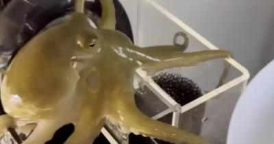 Dad Shared Message After Buying Pet Octopus For Nine-Year-Old Son That Destroyed Their Home