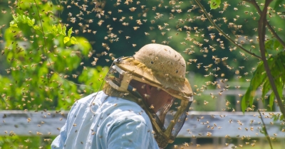 Doctor Issues Chilling Warning For Humanity As Insects Begin Falling 'Silent'