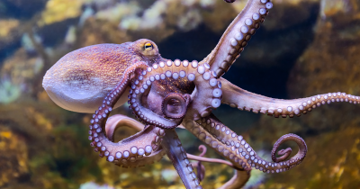 Scientist Gave Octopus MDMA And Documented Surprising Results