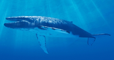 Why Blue Whales Falling Silent Is A Frightening Warning Sign For Humanity