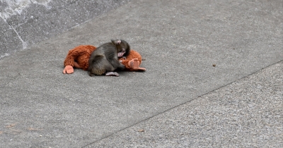 Experts Warn Of Possible Tragic Outcome For Punch The Monkey As Enclosure Mates Keep Rejecting Him