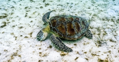 Scientist's Grim Discovery Of 150 Dead Turtles Raises Warning About Environmental Changes