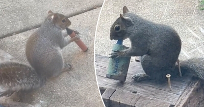 Squirrels Are 'Vaping' E-Cigarettes After Mistaking Fruity Scents For Food