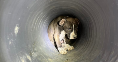 Missouri Workers Thought The Dog In The Pipe Was A Mother, Until The Rescue Revealed A Surprising Truth