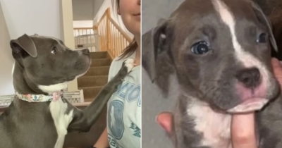 Minnesota Puppy Rescued From Abandoned House Chooses Her Person In The Sweetest, Most Heartwarming Way